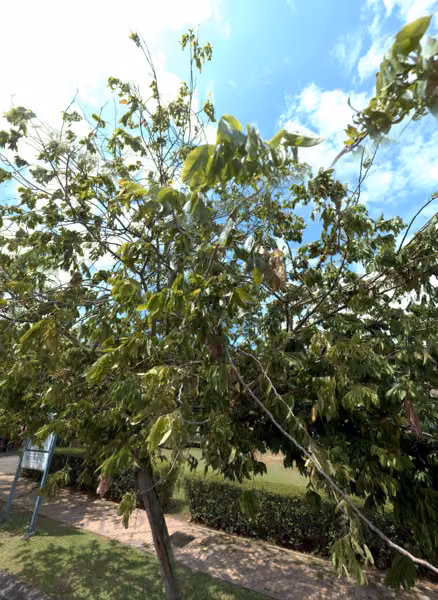 tree photo