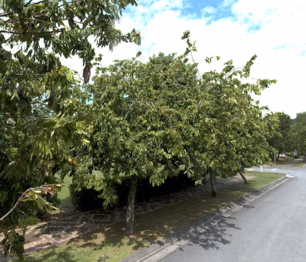 tree photo