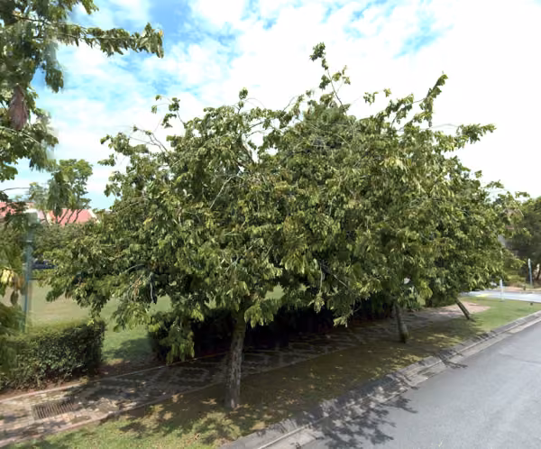tree photo