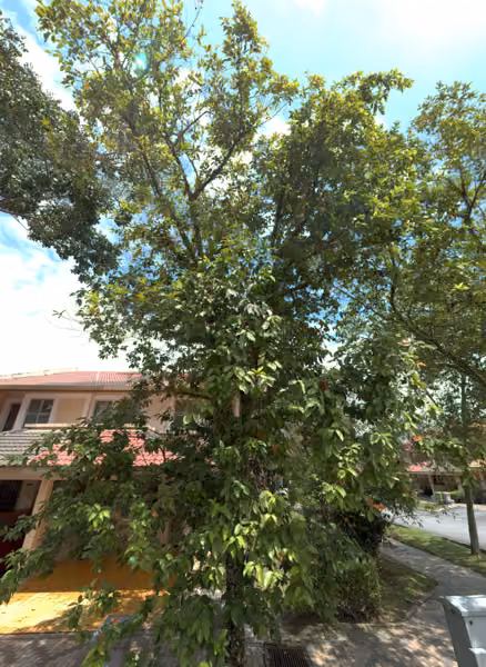 tree photo