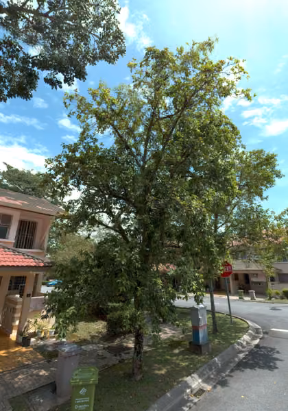tree photo