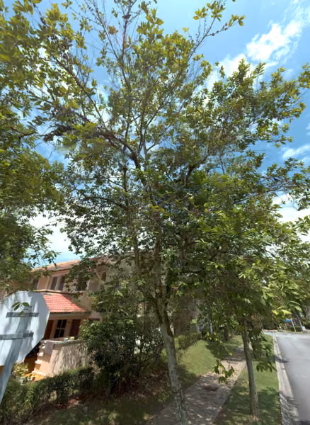tree photo