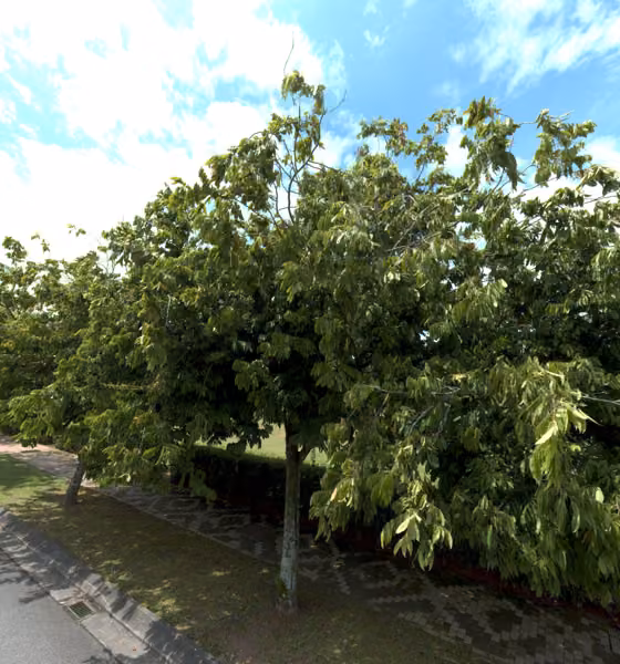 tree photo