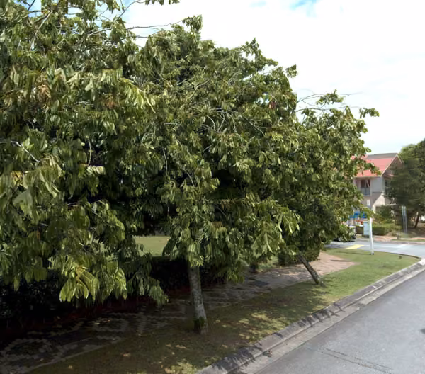 tree photo