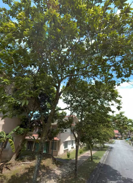 tree photo