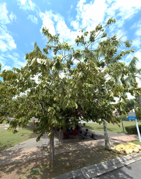 tree photo