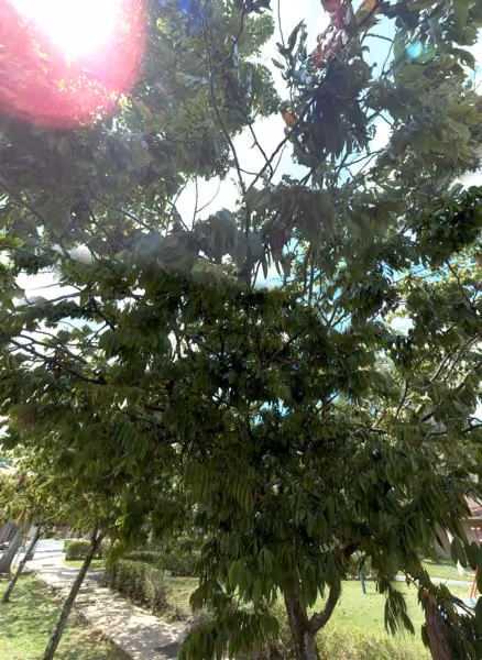 tree photo