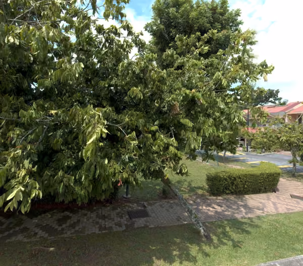 tree photo