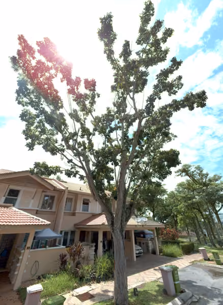 tree photo