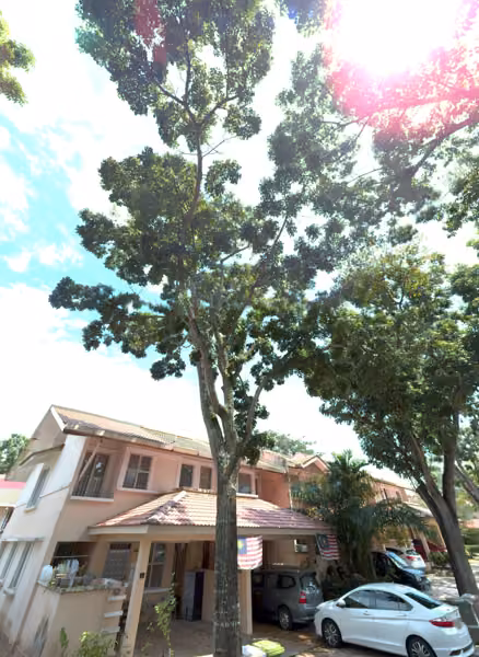 tree photo