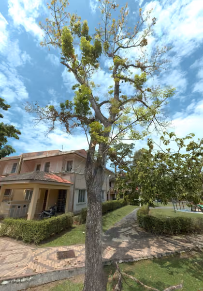 tree photo