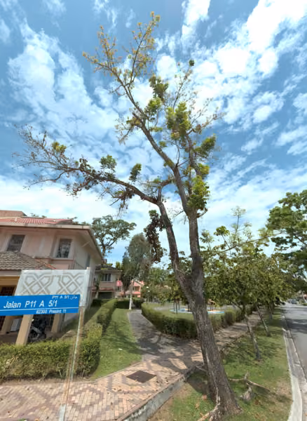 tree photo