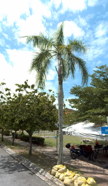 tree photo