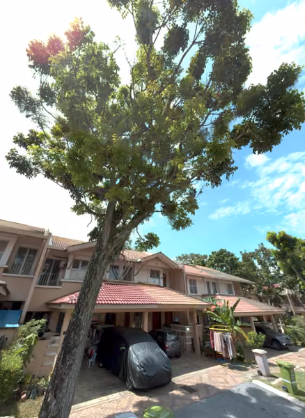 tree photo