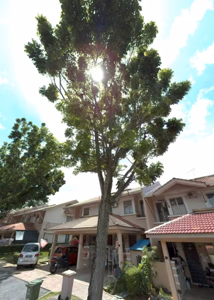 tree photo