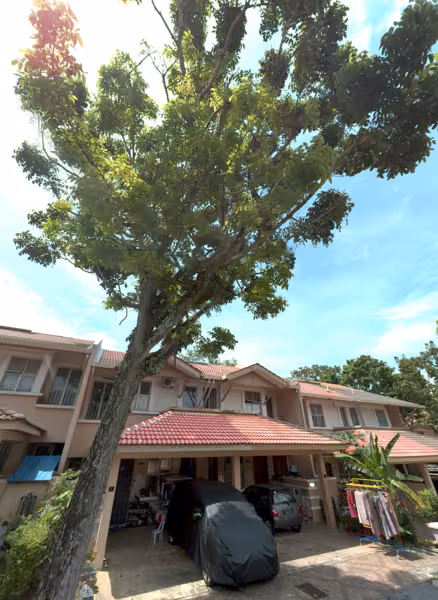 tree photo