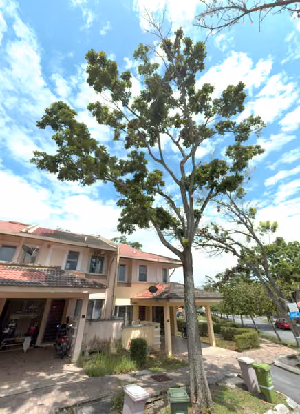 tree photo