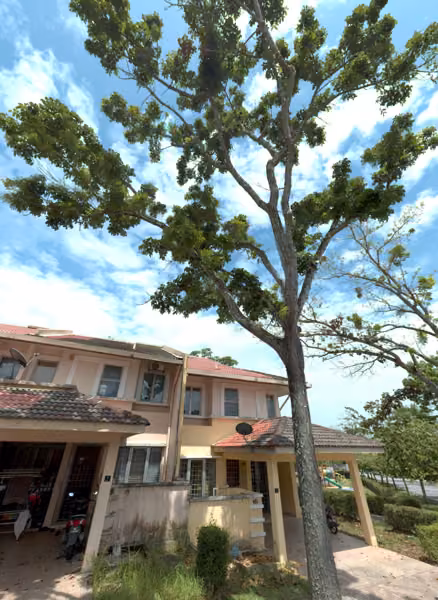 tree photo