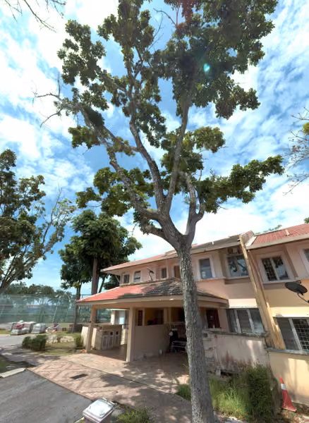 tree photo