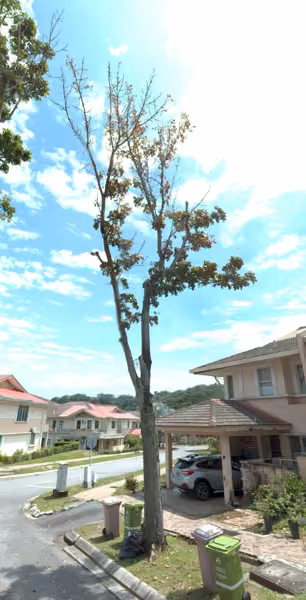 tree photo