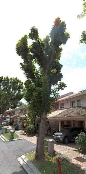 tree photo