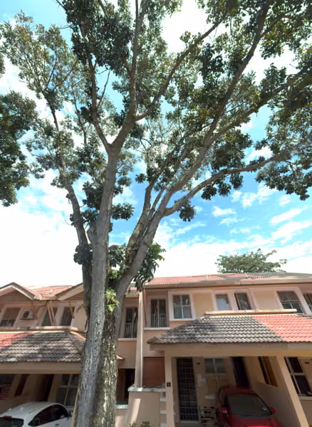 tree photo