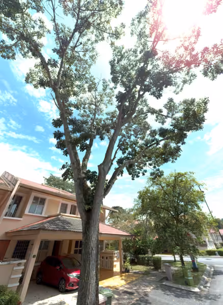 tree photo