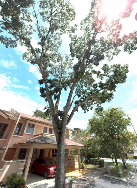 tree photo