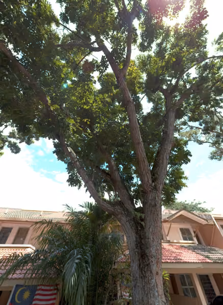 tree photo