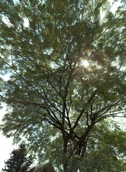 tree photo