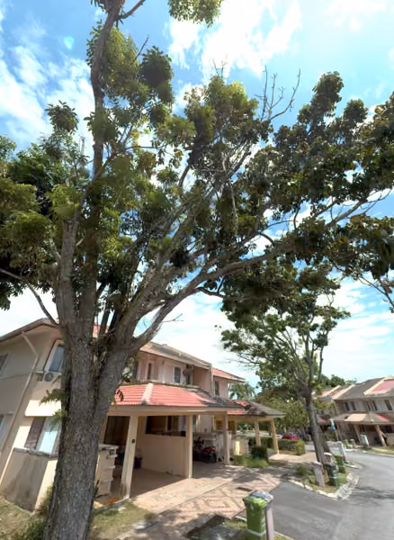 tree photo