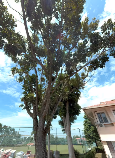 tree photo