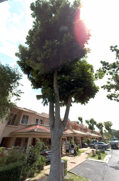 tree photo
