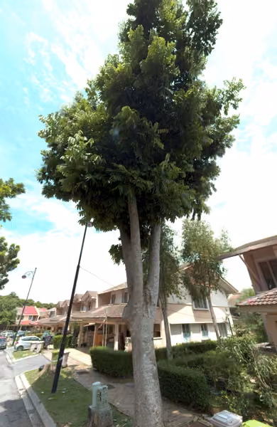 tree photo