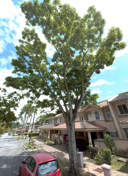 tree photo