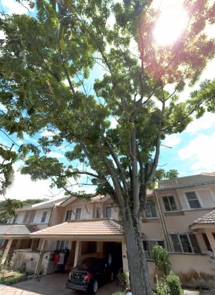 tree photo