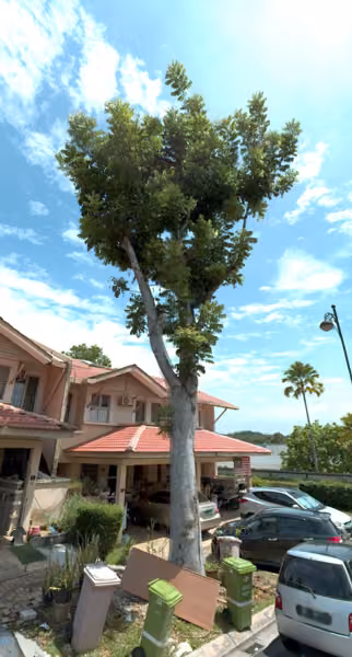 tree photo