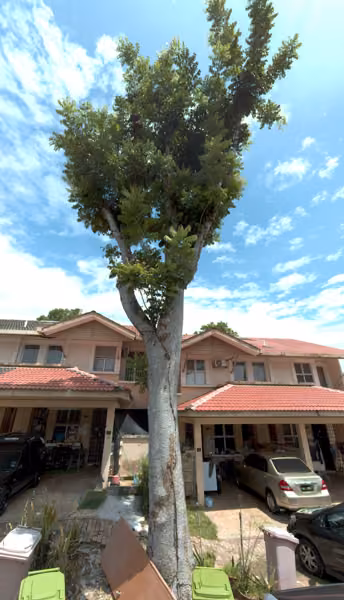 tree photo