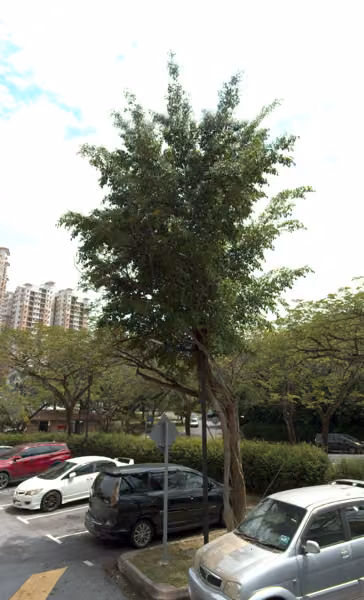tree photo