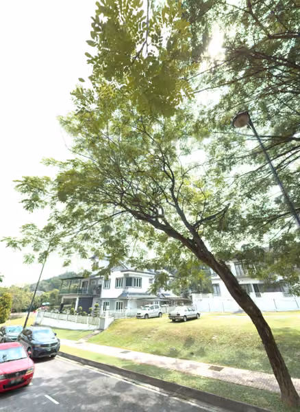 tree photo