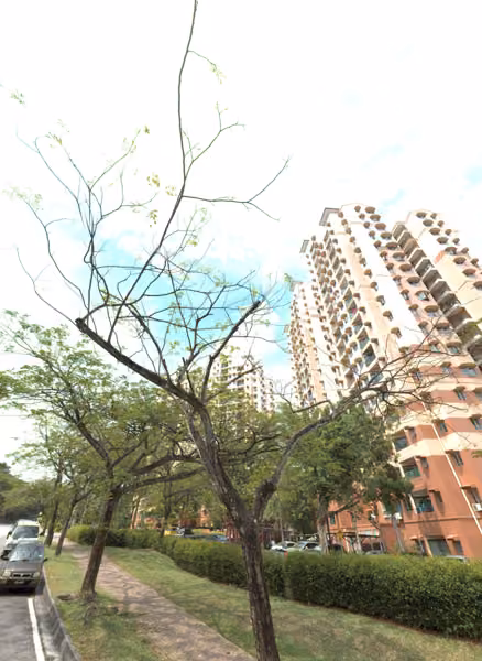 tree photo