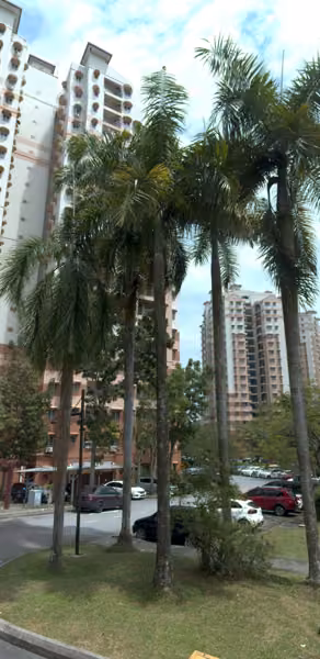tree photo