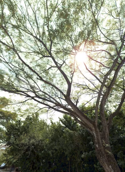 tree photo