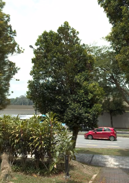 tree photo