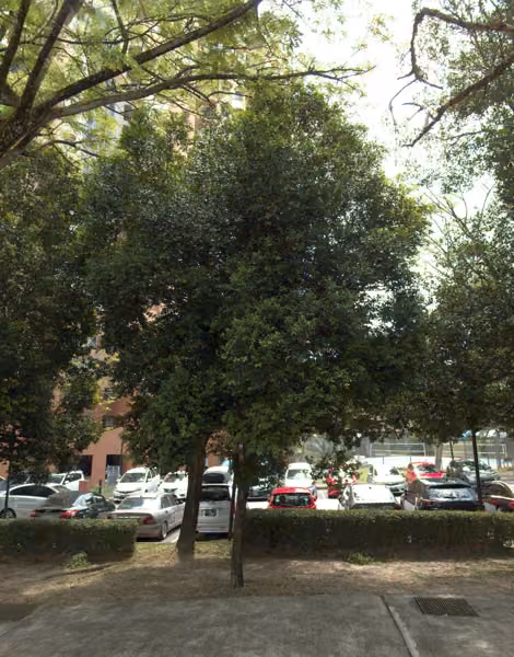 tree photo