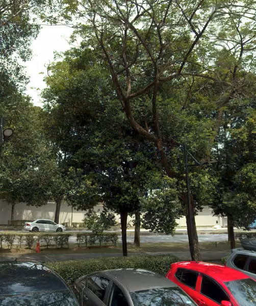 tree photo