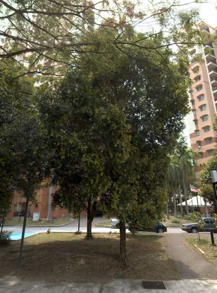 tree photo