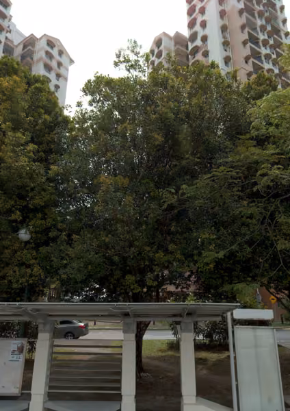 tree photo