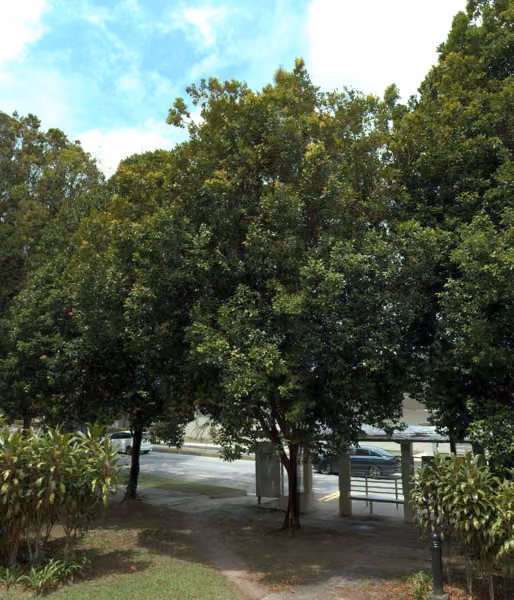 tree photo