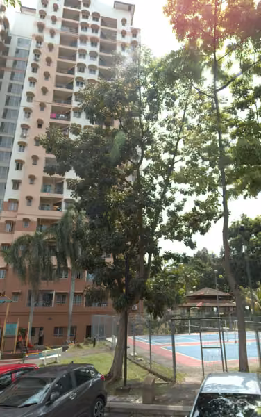 tree photo